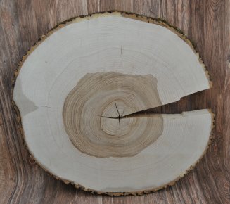 10 Baumscheiben teilweise ohne Rinde Holzscheibe Eiche 15 x 2 cm