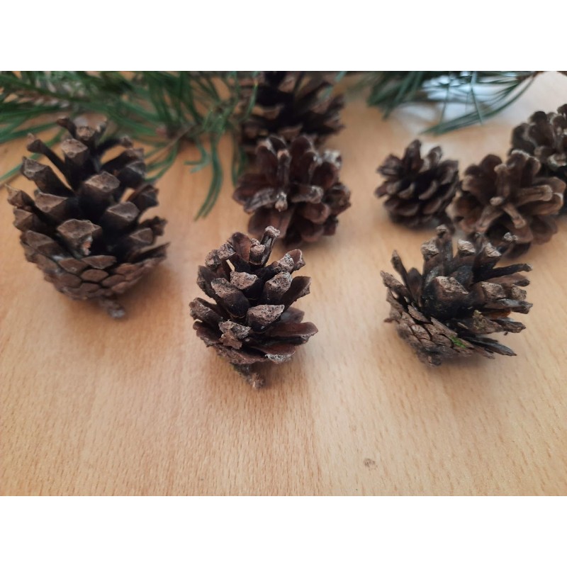Kiefernzapfen 15 Stück 3-5 cm klein