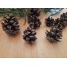 Kiefernzapfen 15 Stück 3-5 cm klein