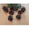 Kiefernzapfen 15 Stück 3-5 cm klein