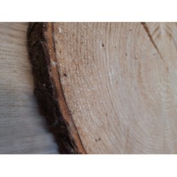 Baumscheibe Fichte 35 cm sägerau mit riss