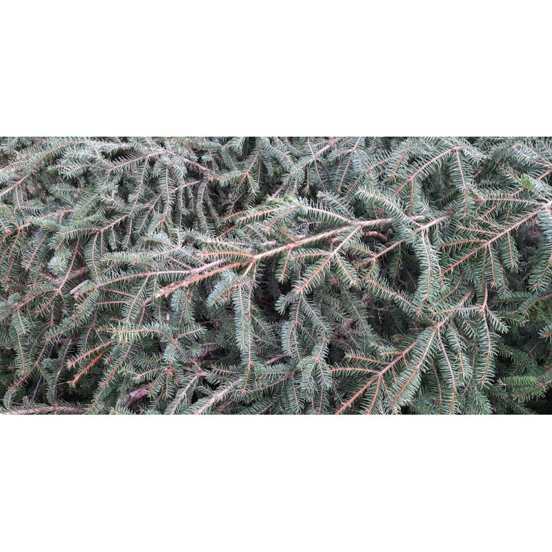Reisig  Schmuck und Abdeckreisig Fichte