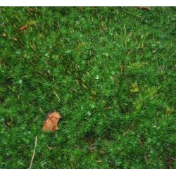 Moos frisch aus dem Wald 40 x 40 cm - Waldmoos Naturmoos