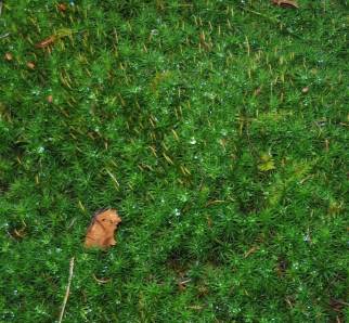 Moos frisch aus dem Wald 40 x 40 cm - Waldmoos Naturmoos  