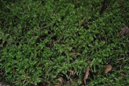 Weiteres Bild zu Moos frisch aus dem Wald 40 x 40 cm - Waldmoos Naturmoos  
